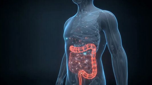 What organs does BPC-157 Support?